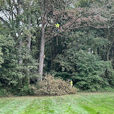 Plant-Health-Care-for-Weeping-Willow-Diseased-Oak-and-Crape-Myrtle-Pruning-in-Queen-Anne-MD 0